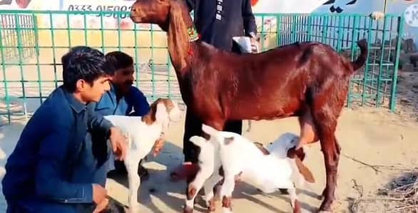 Desi Bakri 3 Bachoon ke Sath for sale WhatsApp 0328,8110750