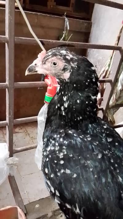 Desi murgha murghi SB Ghar ki pali v hy. .