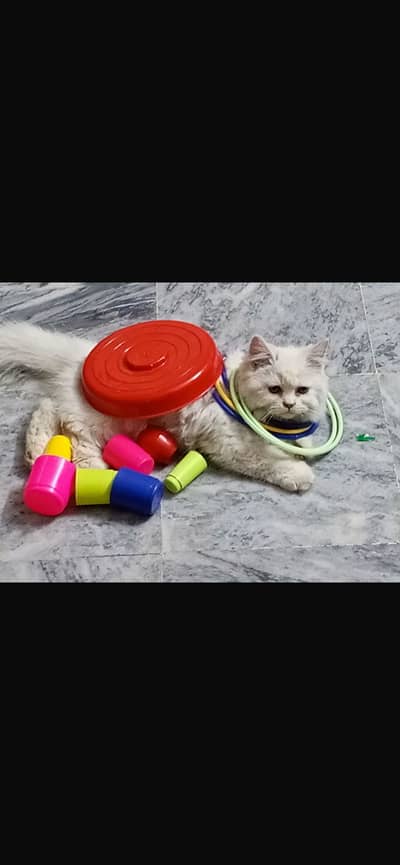 #catfemale #persian #pair