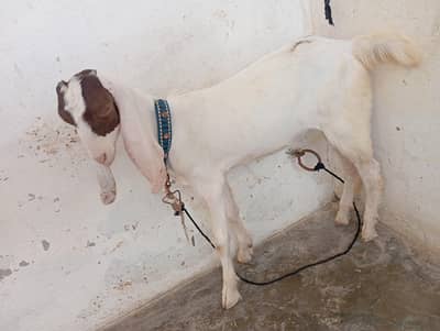 Gulabi Cross bakra
