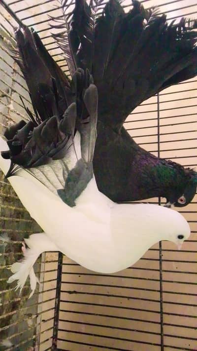 Pure Lakka Fantail Breeders