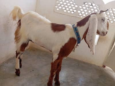 cross bakri