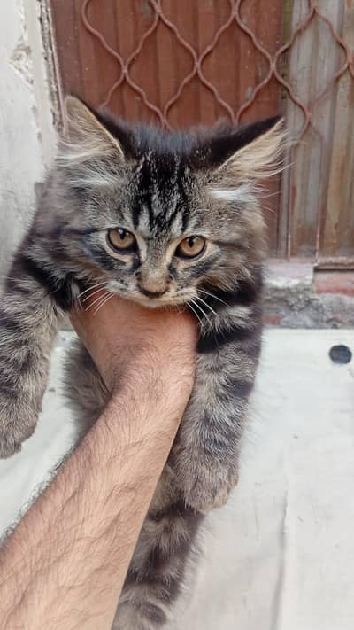 Female kitten cat