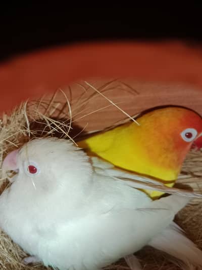 love bird breeder pair granted