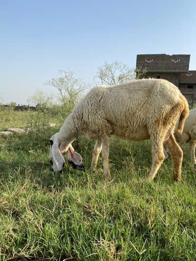 Kajli sheep and baby