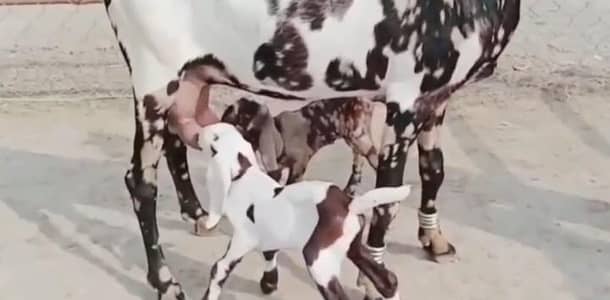 Desi Bakri 2 Bachoon ke Sath for sale WhatsApp 0328,8110750