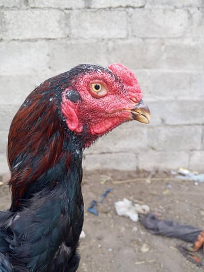 Aseel patha for sale