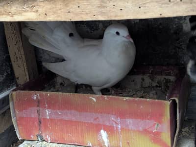 Pure lakka kabootar (indian fantail) pairs on discount