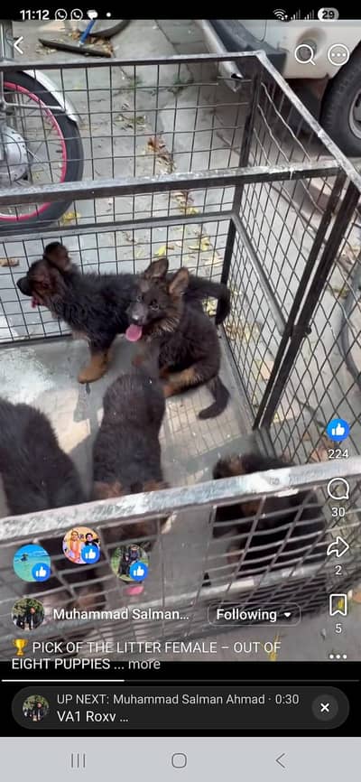 Pedigree german shepherd puppies