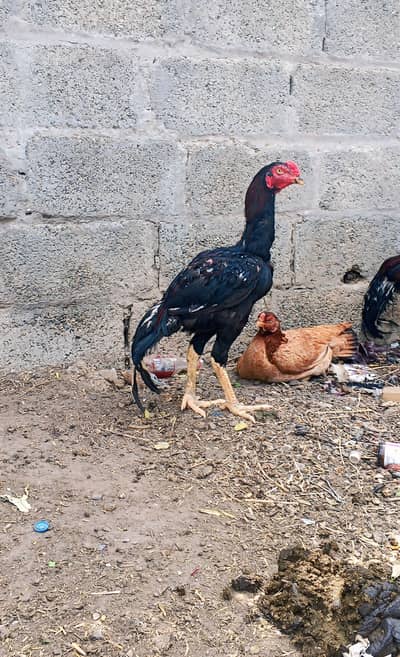 Aseel patha for sale
