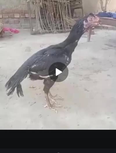 kurak parrot beak cross female