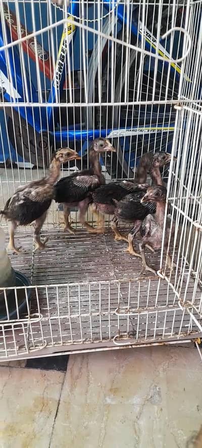 high quality aseel chicks urgent sale