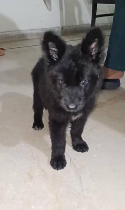 breed . German shepherd 03264323525