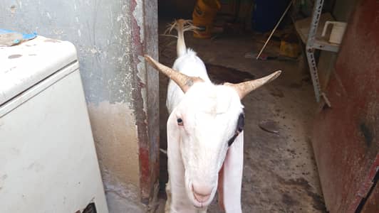 BAKRA CROSS GULABI