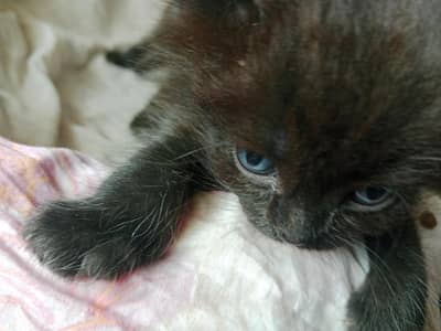 Persian kitten contact 03037934212