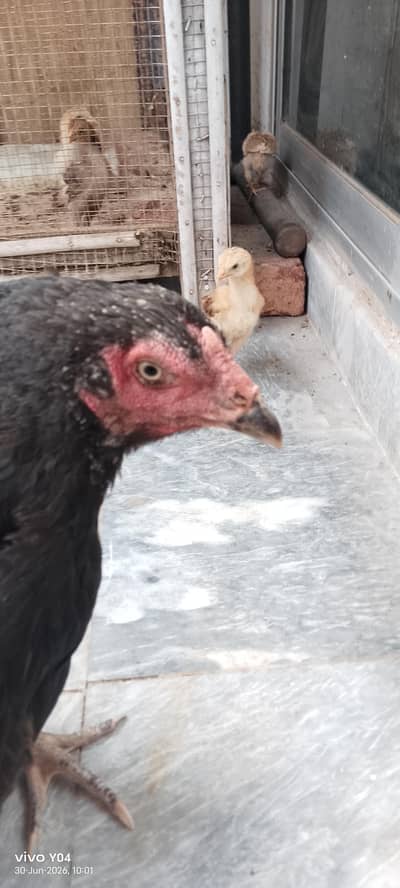 one femal 3years and one famle chicken 4minths