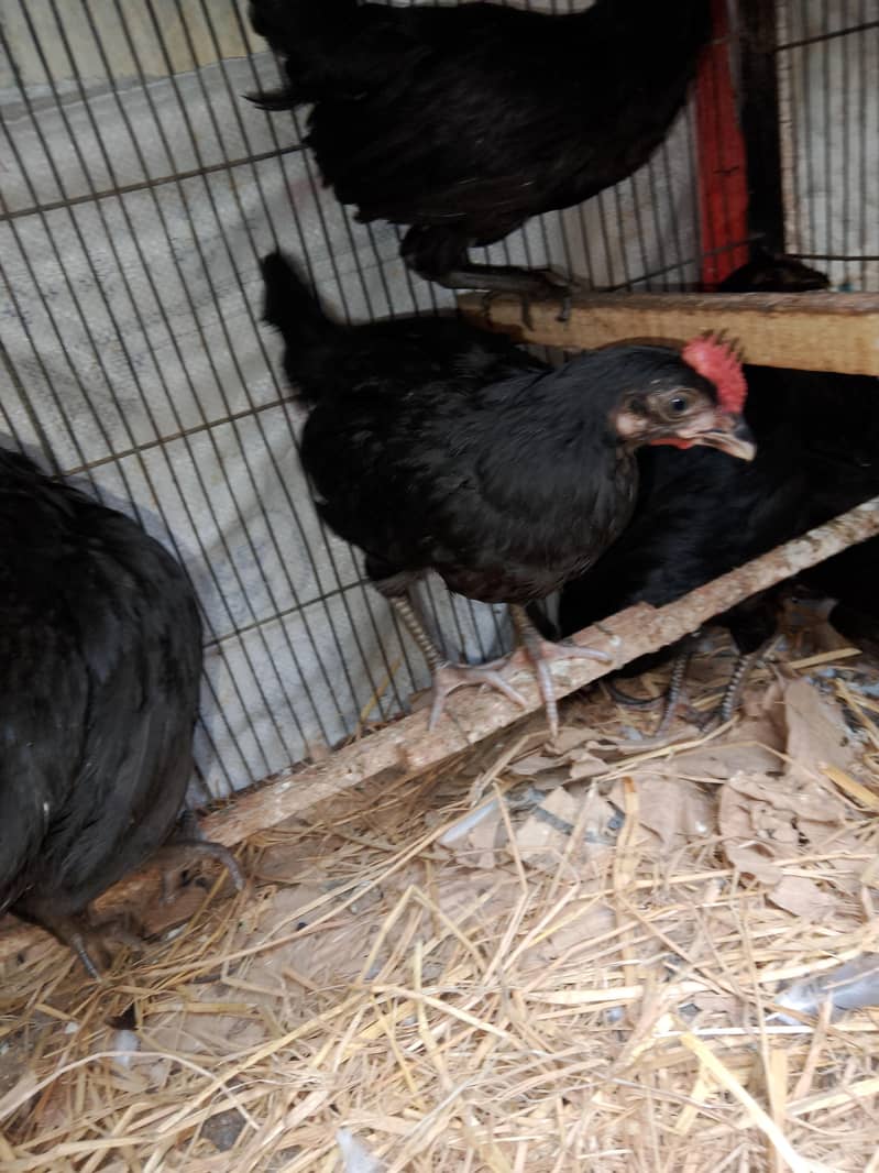 Australorp 0