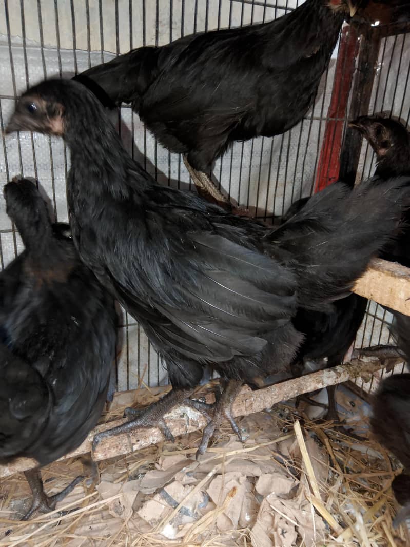 Australorp 1