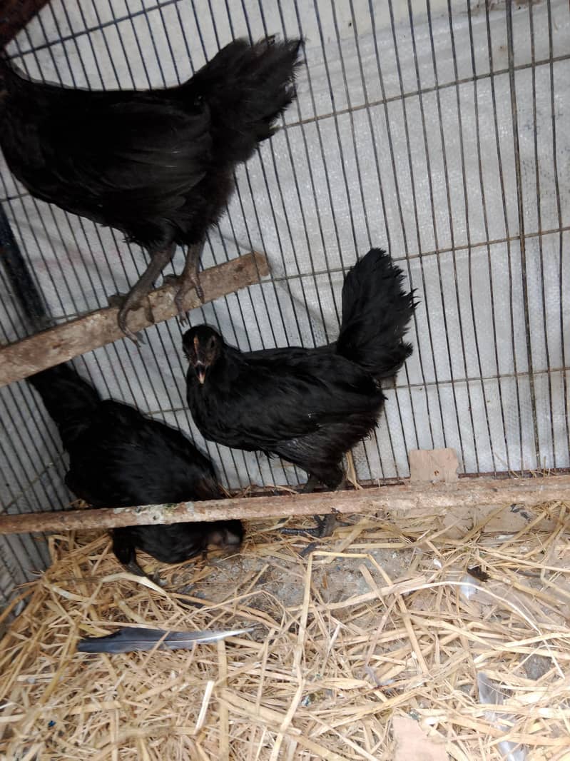 Australorp 2