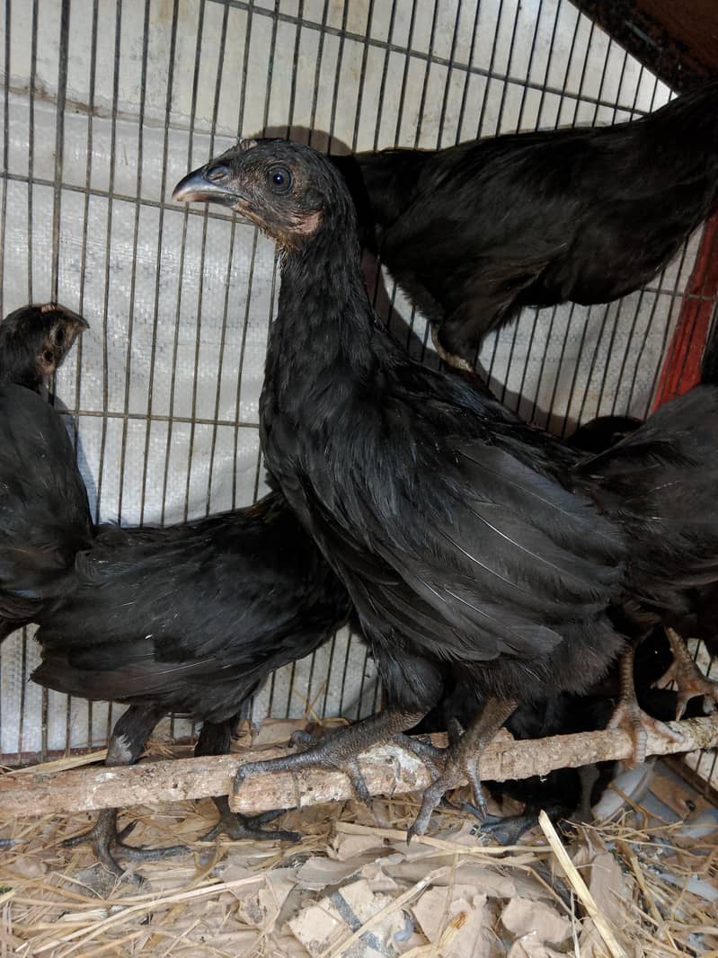 Australorp 3