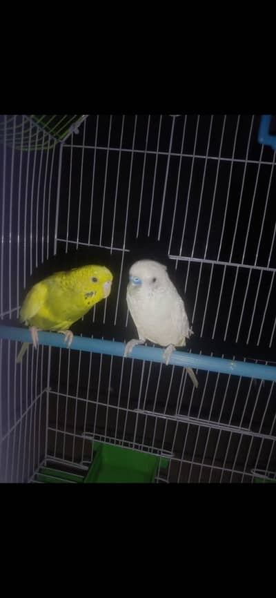 australian parrot
