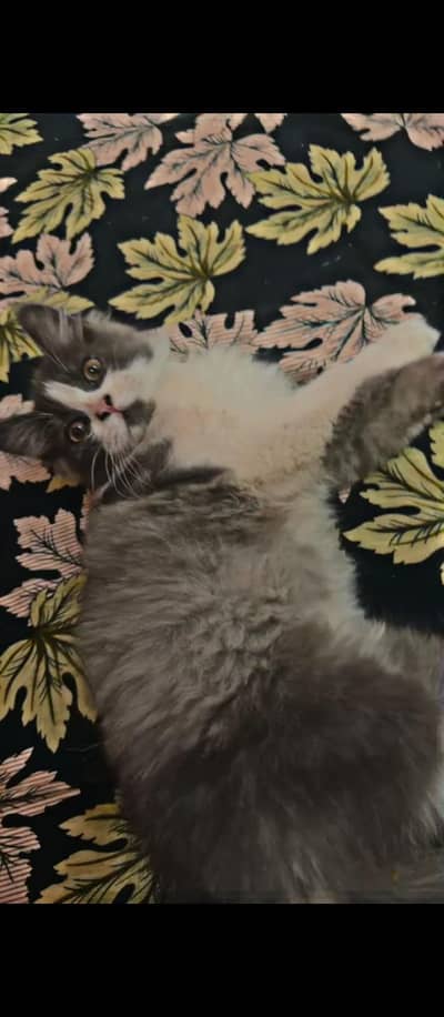 Persian cat grey and white colour contras