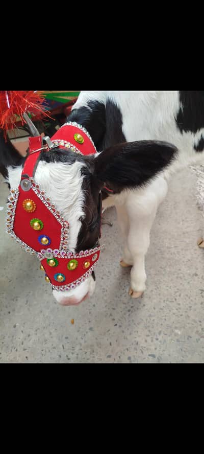 cow baby