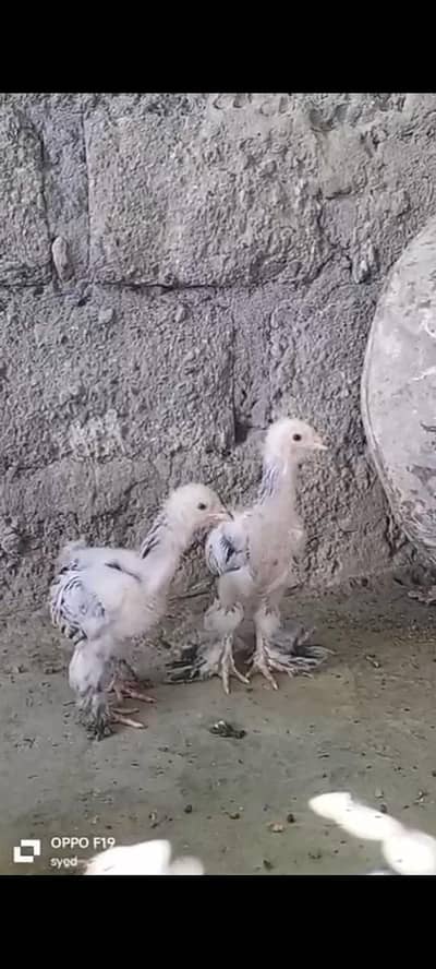 Light An Blue Colombian Brahma Chicks