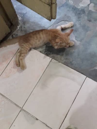 Kitten Looking for Family!