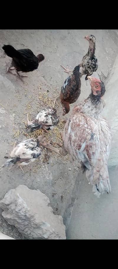 aseel qasni murgee ha 6 chicks ha