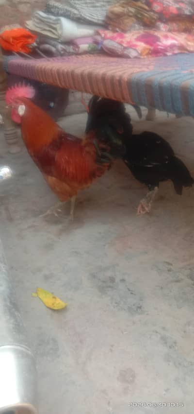 2 female pure aseel hens 1 murga misri