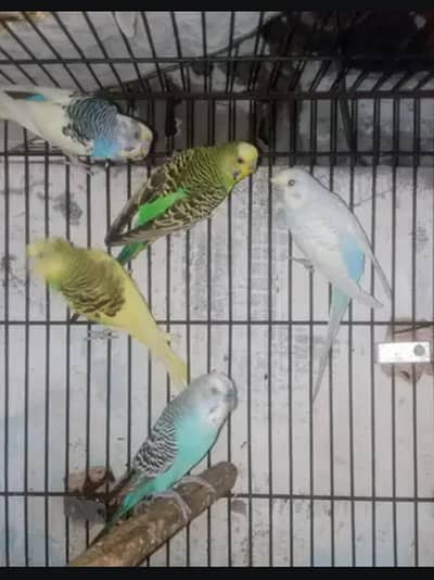 Australian Parrots | budgie parrot | Available |