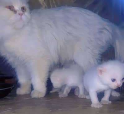 Pure persian cat white kitten for sale