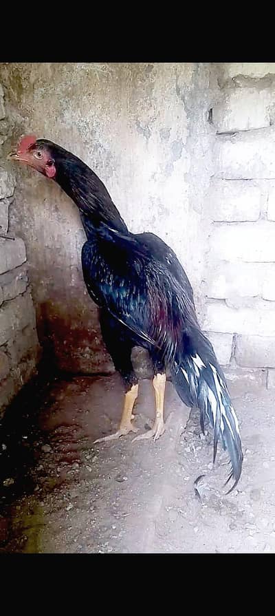 patha for sale