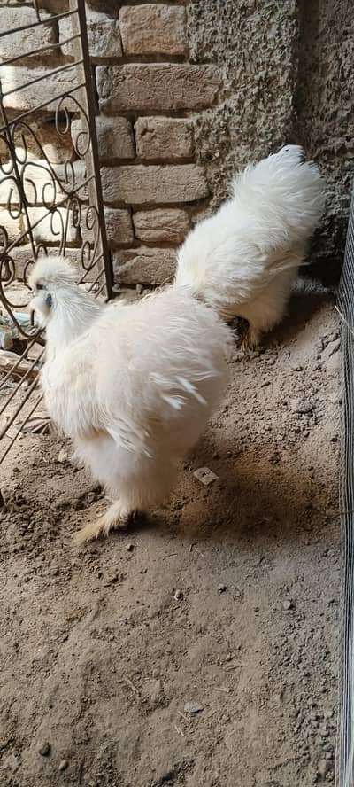 3.5 month all pier chiks available location Rahim yar khan