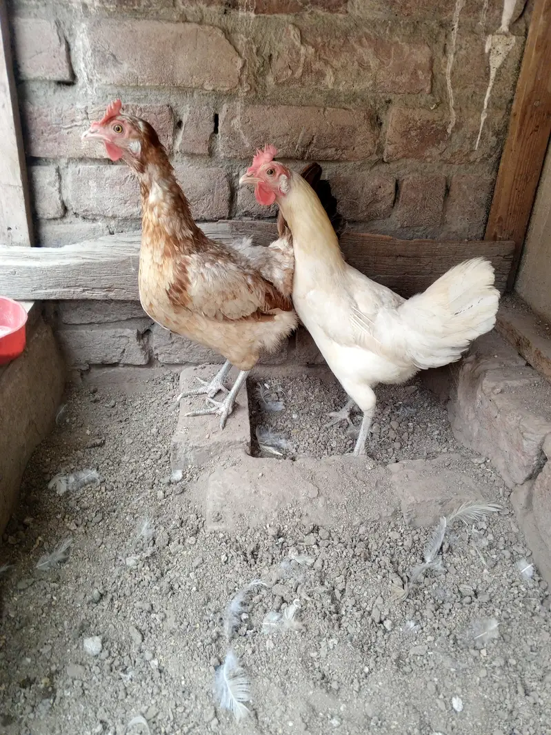 Ghar ki pali hoi Desi healthy murgi — photo 2