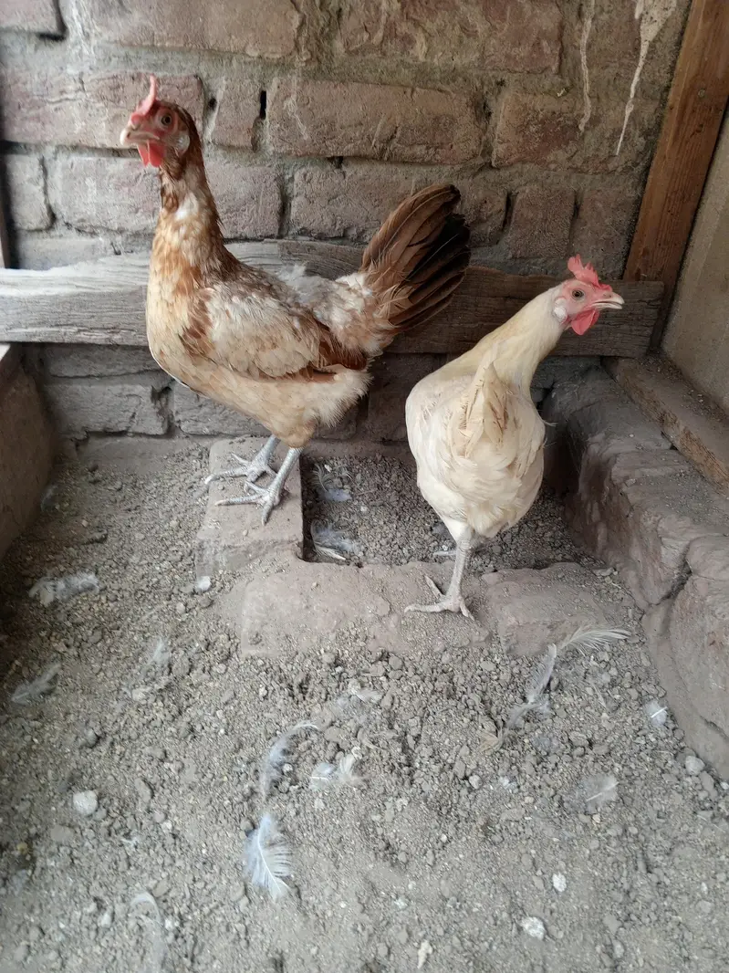 Ghar ki pali hoi Desi healthy murgi — photo 3