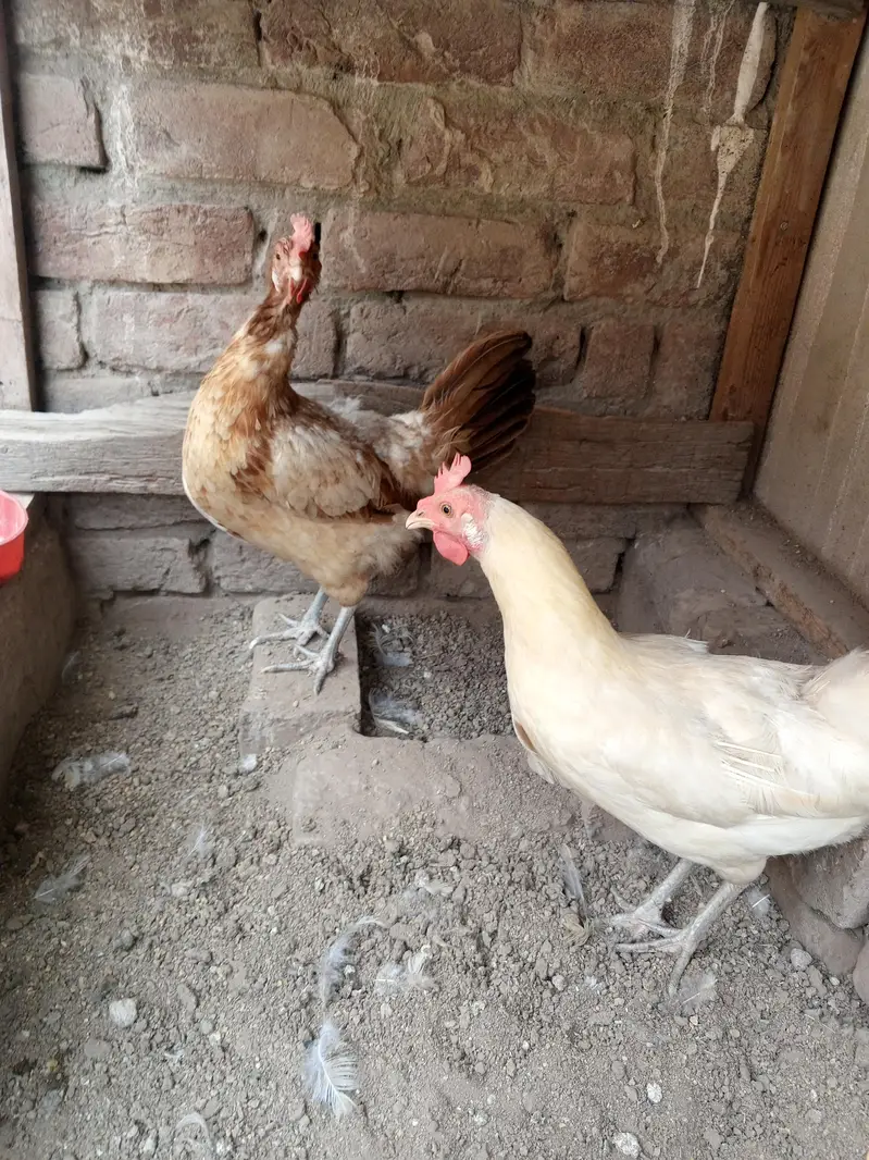 Ghar ki pali hoi Desi healthy murgi — photo 4