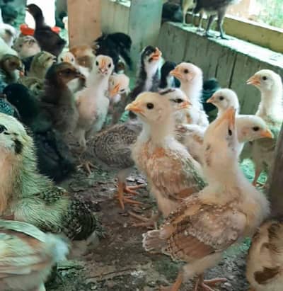 Golden Misri chozy full Vaccination