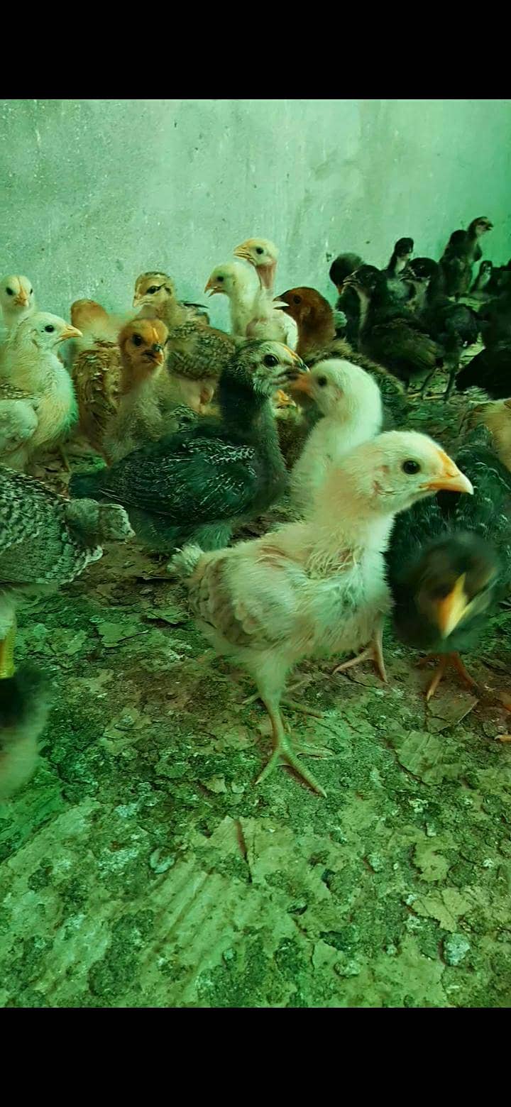 Golden Misri chozy full Vaccination 1