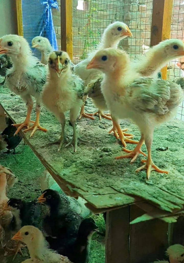 Golden Misri chozy full Vaccination 2