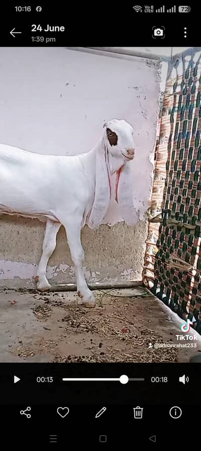 female age 4 monthe