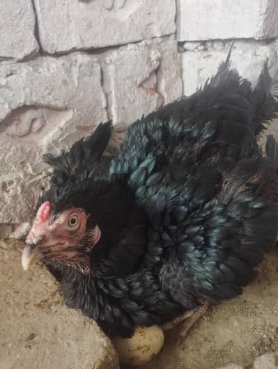 Kurak Aseel hen