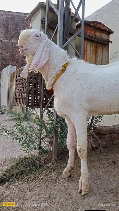 Rajanpuri pure breeder Bakra in 44height