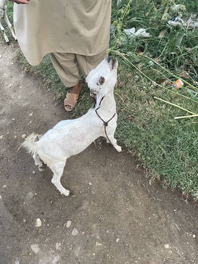 Tedi bakra