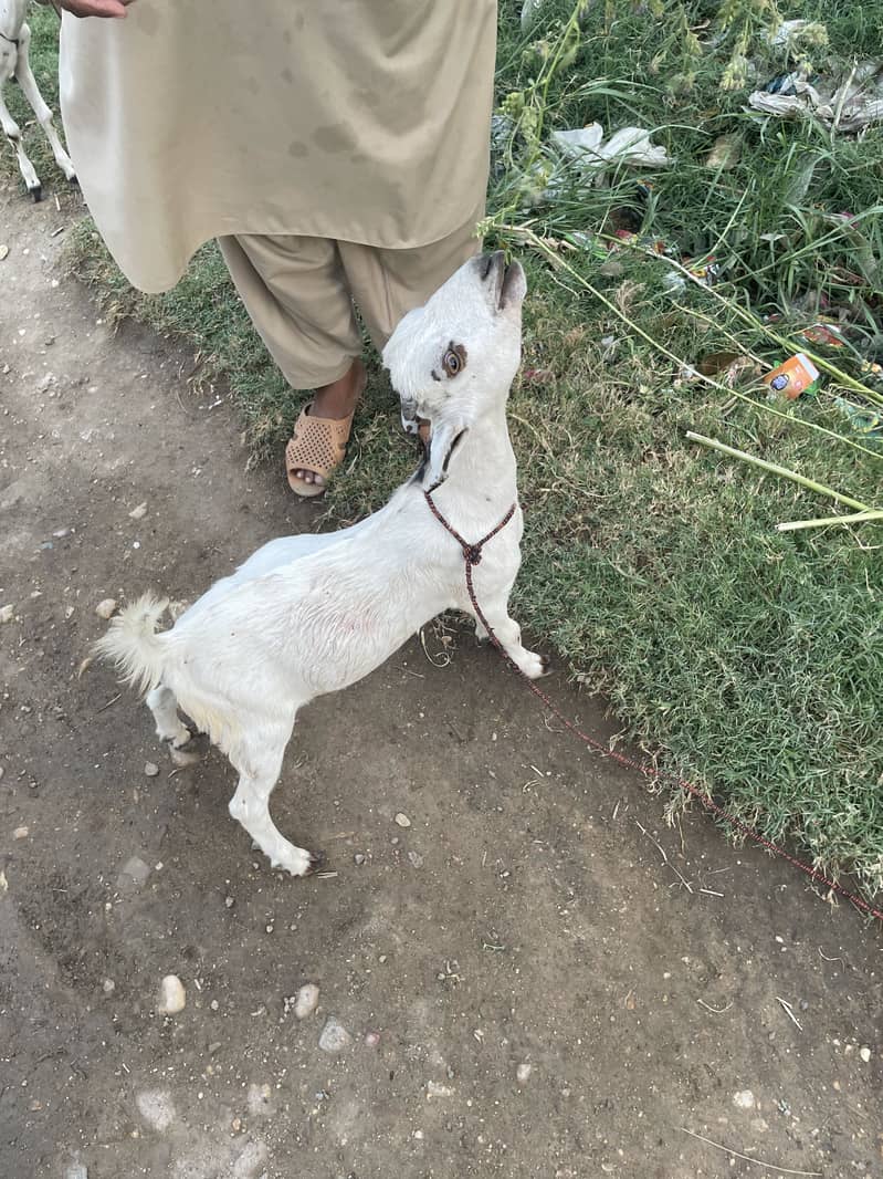 Tedi bakra 0