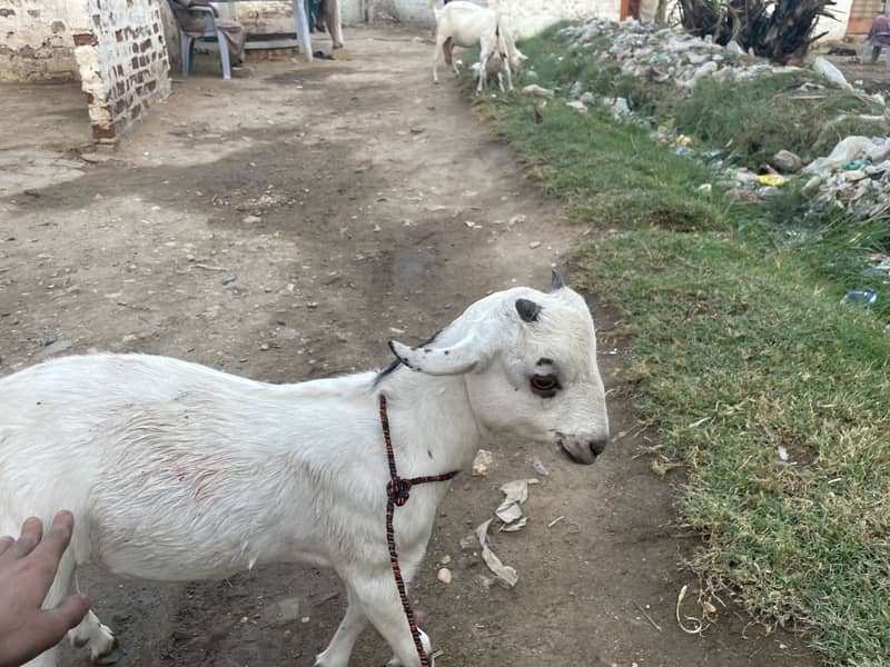 Tedi bakra 1