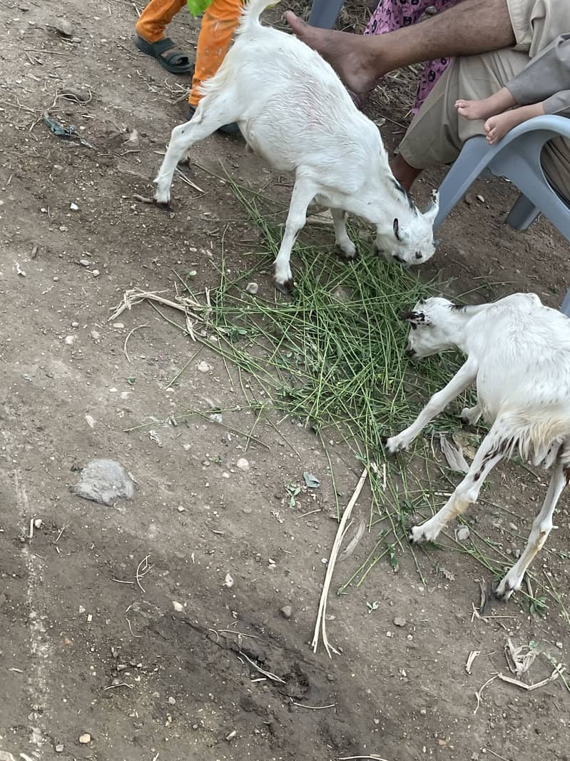 Tedi bakra 2