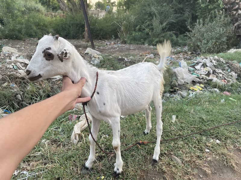 Tedi bakra 3
