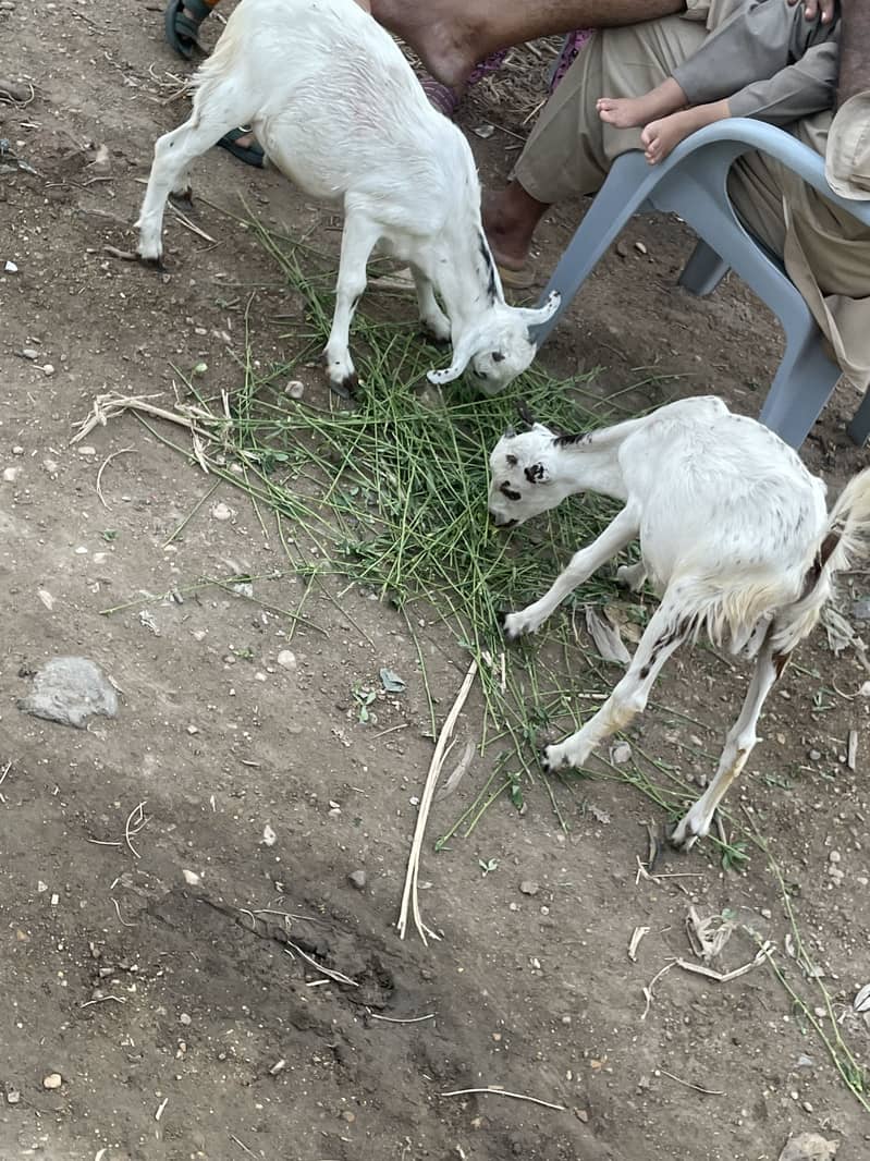Tedi bakra 4